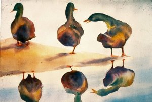 Jameson - Too Many Ducks