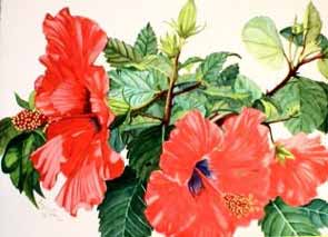 jsweet-hibiscus